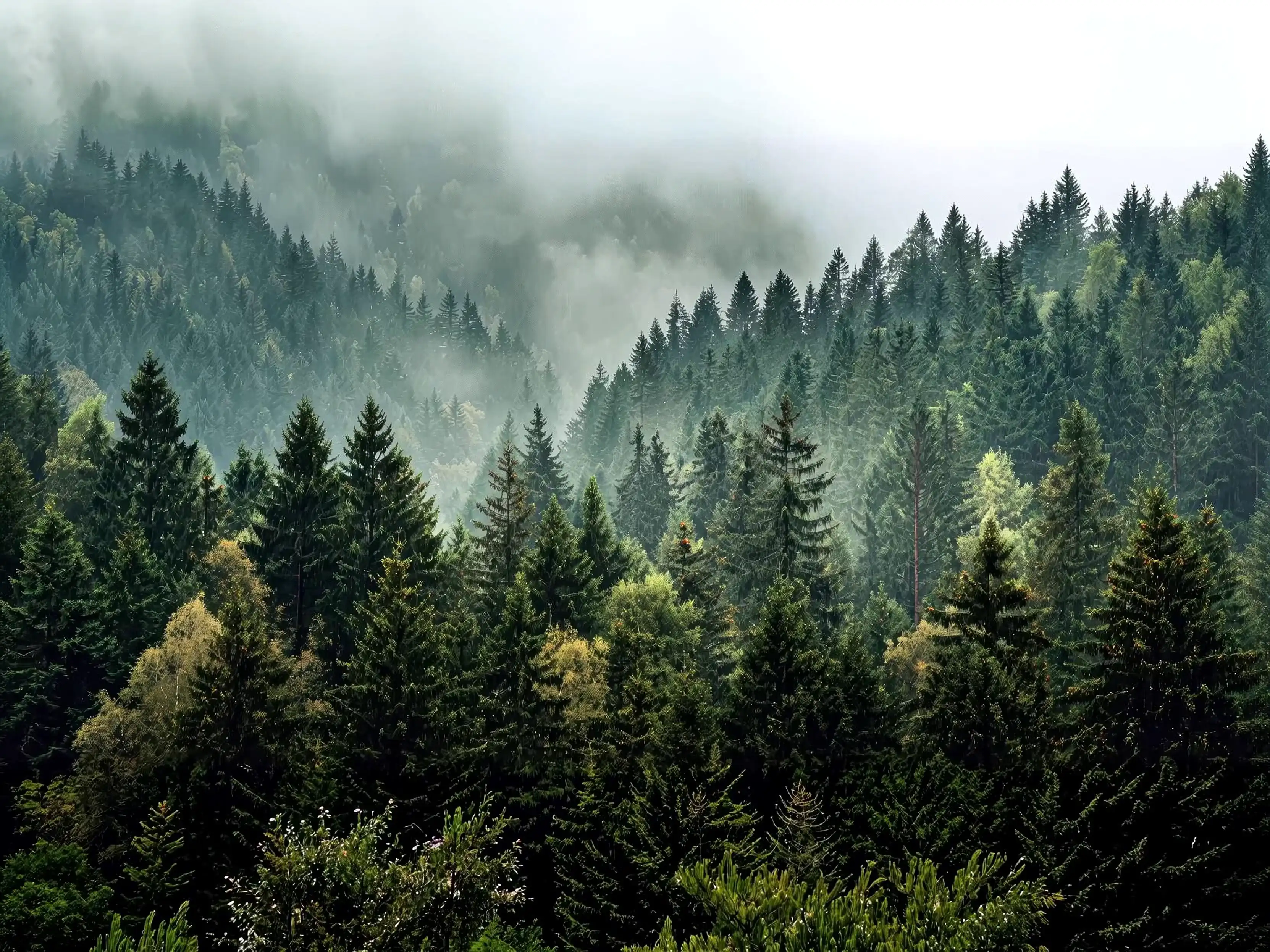 A dense conifer forest under low mist